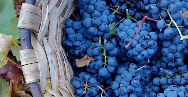 Infografía Uva Tempranillo