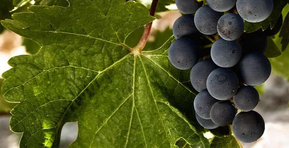Variedad de uva Tempranillo, la uva noble